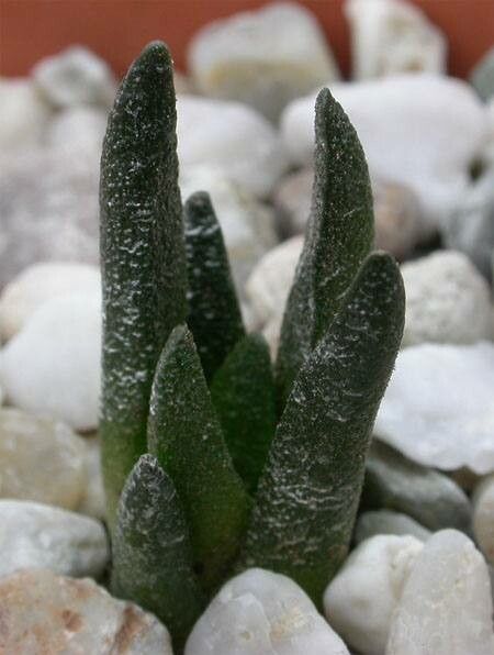 Ariocarpus scaphirostris — houseplant care guide