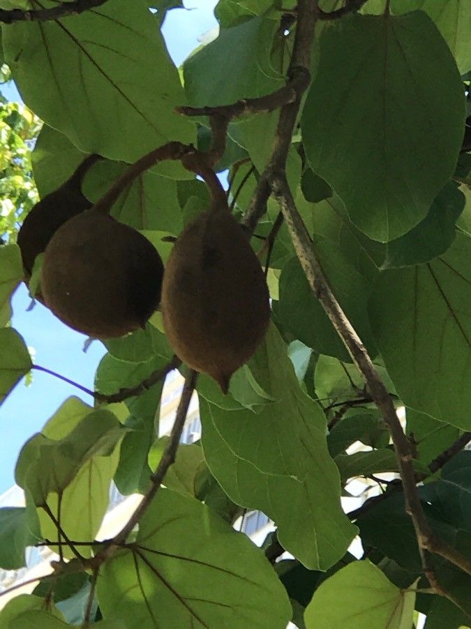 Pterygota alata fruit