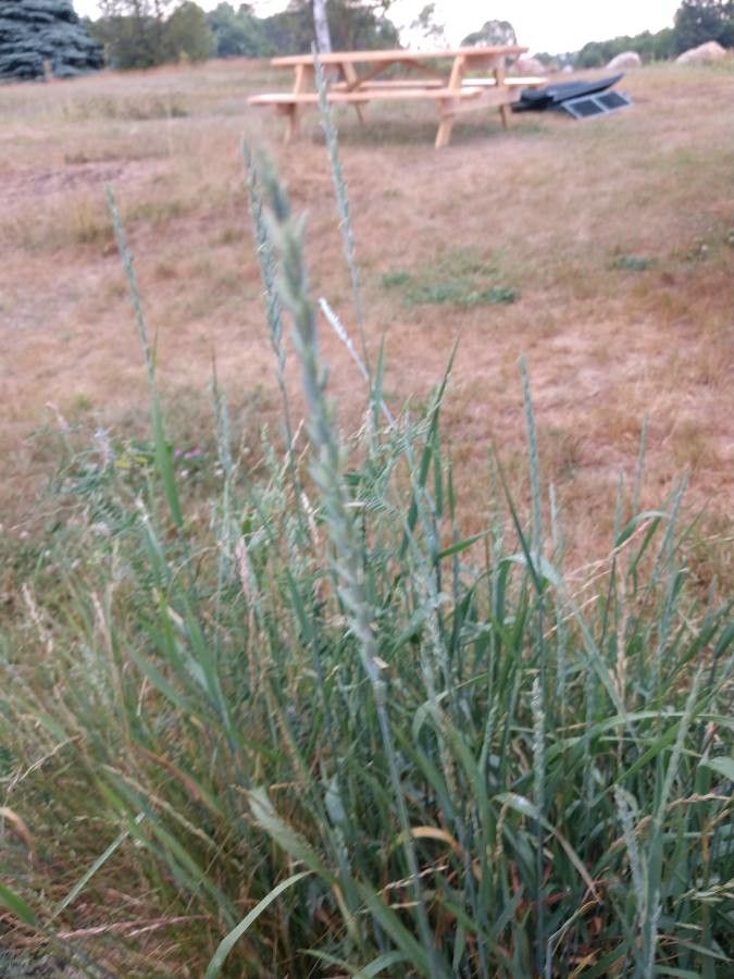 Leymus triticoides flower