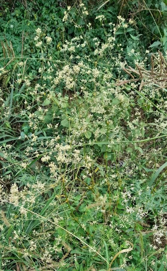 Pfaffia glomerata habit