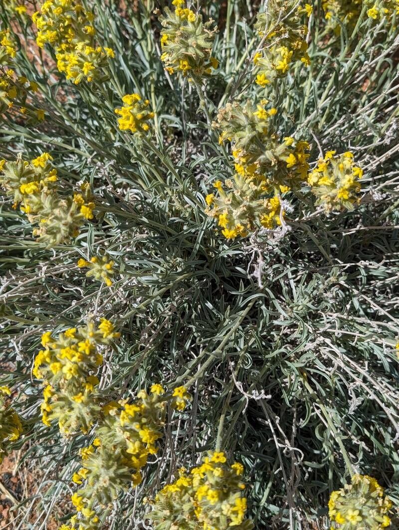 Oreocarya confertiflora habit