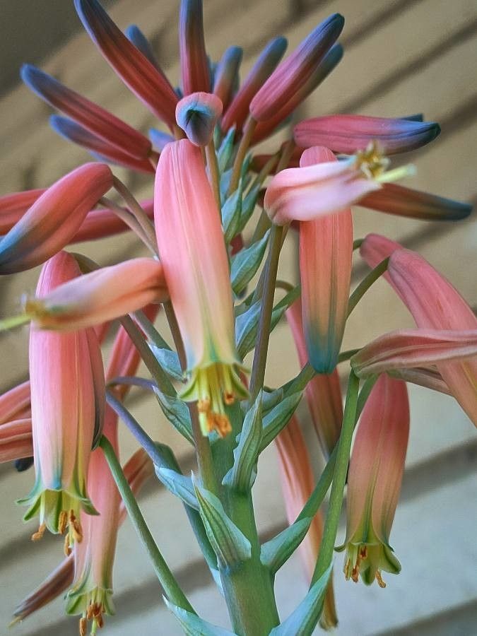 Aloe melanacantha flower