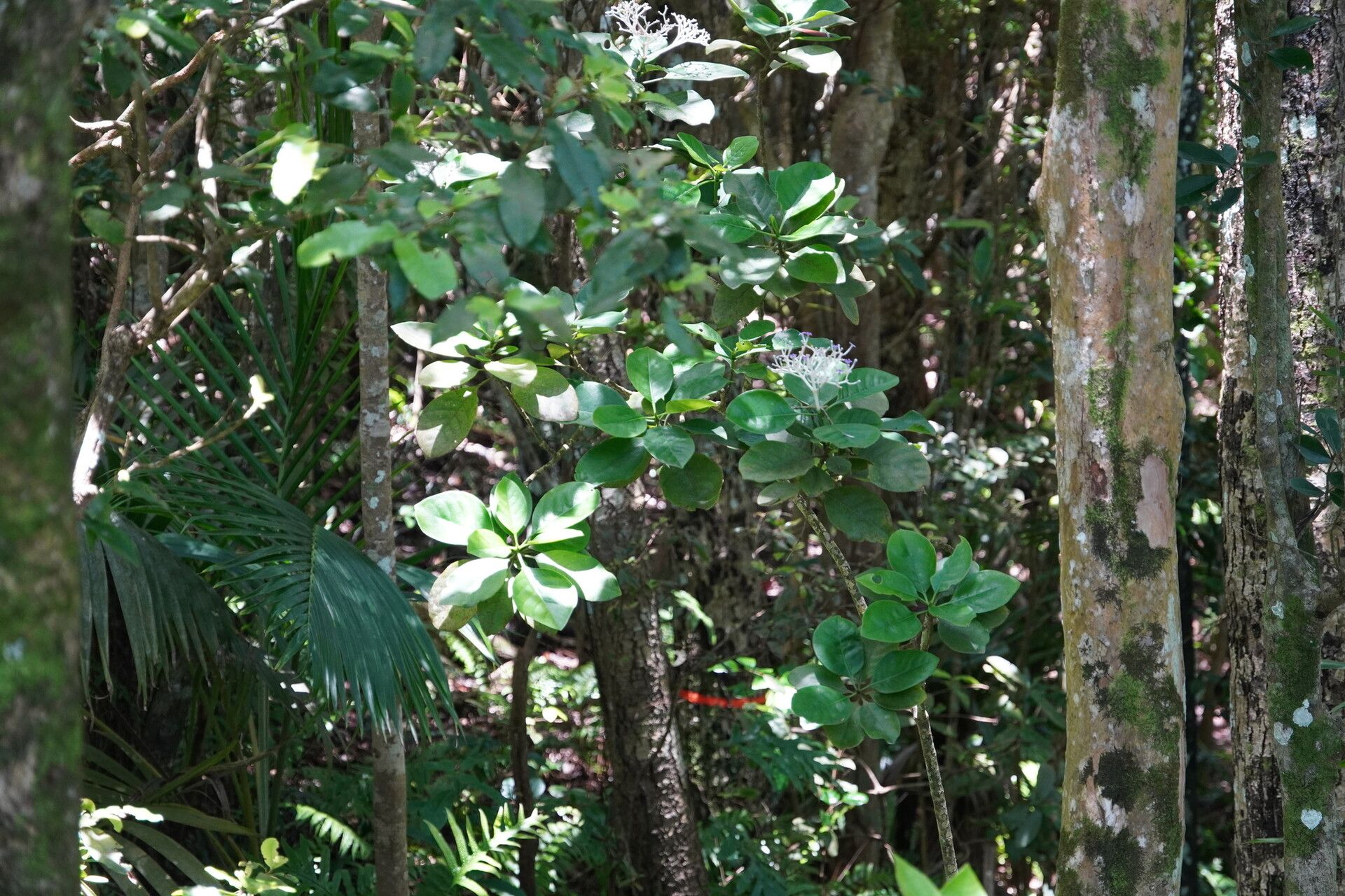 Chassalia coriacea habit