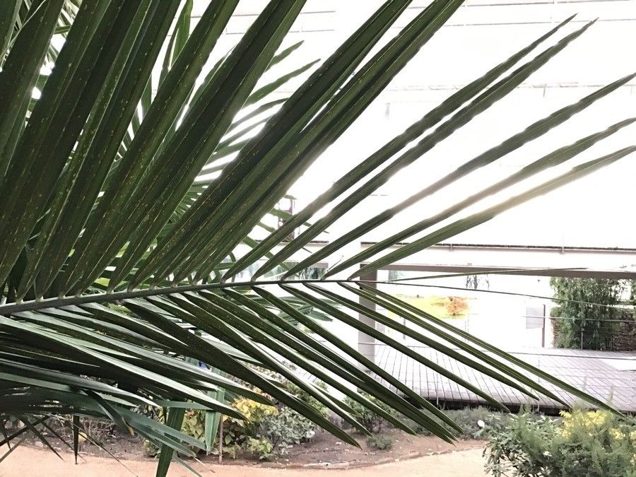 Jubaea chilensis leaf