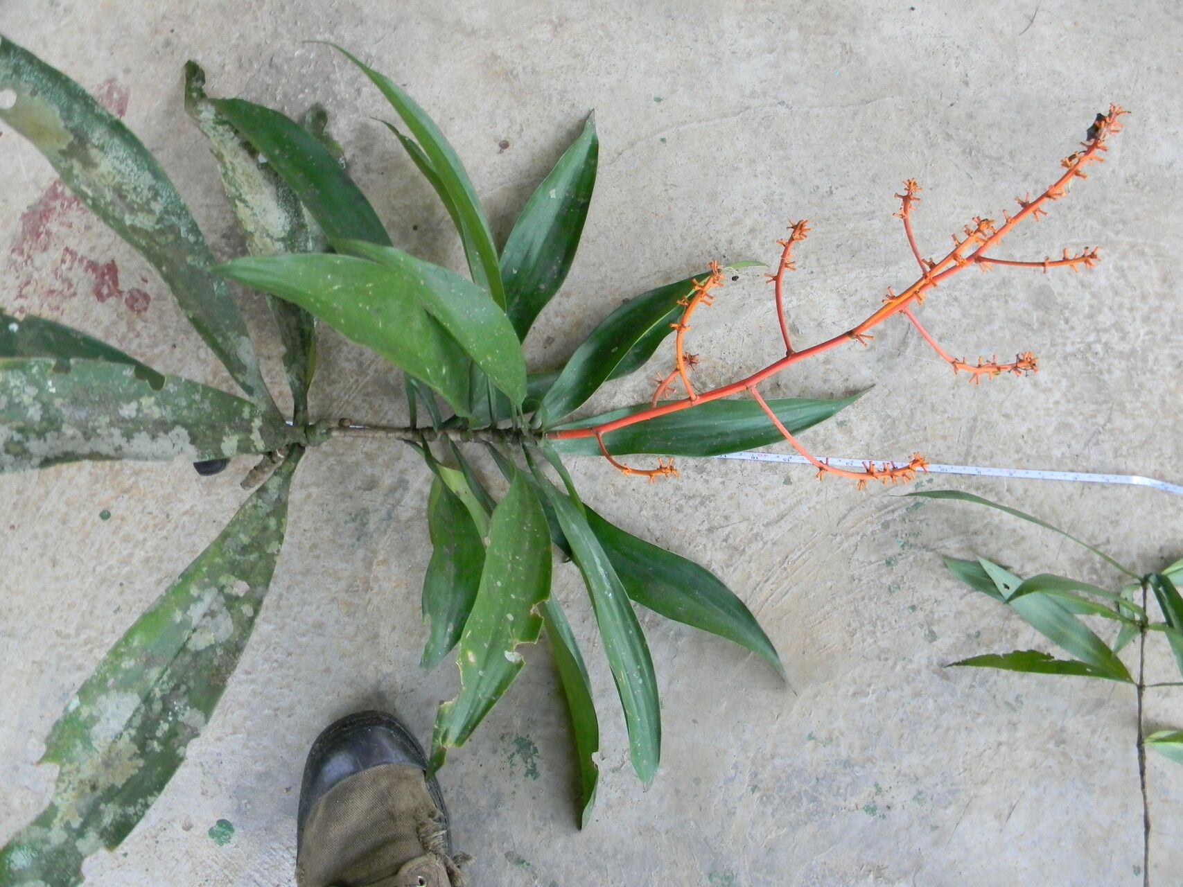 Dracaena marina — search result for 'Dracaena'
