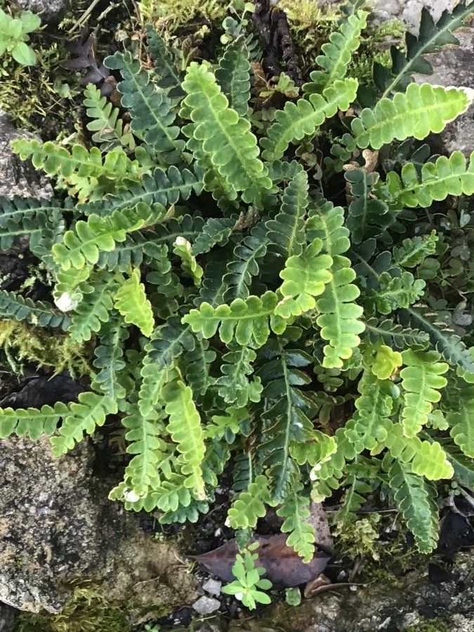 Ceterach officinarum leaf