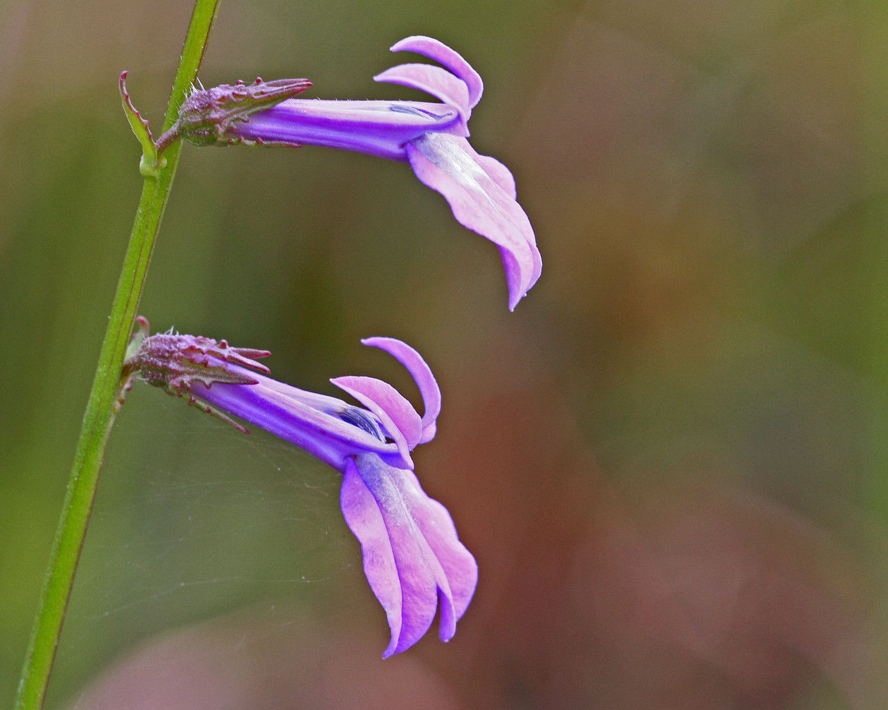 Lobelia glandulosa flower