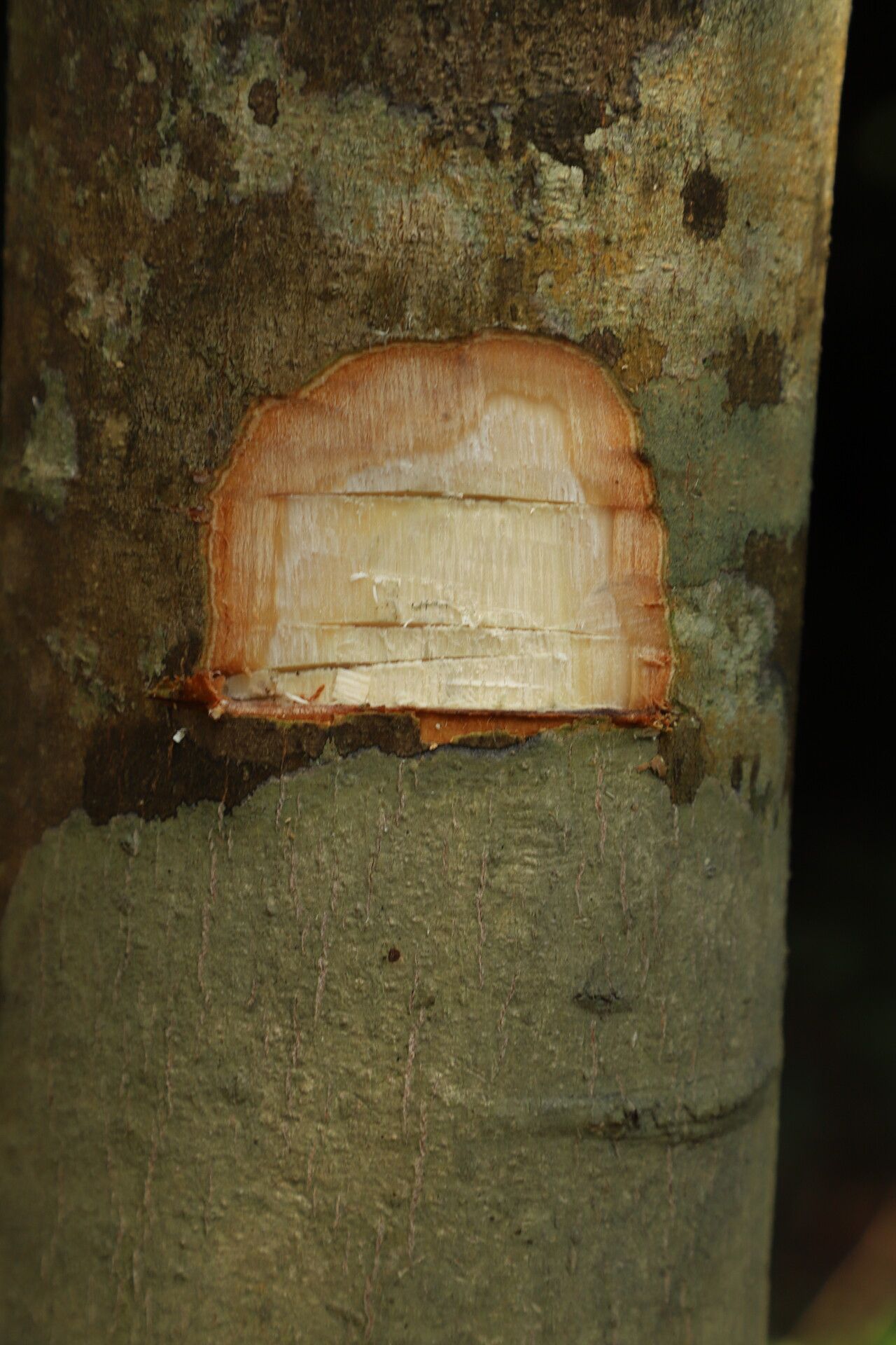 Julbernardia brieyi bark