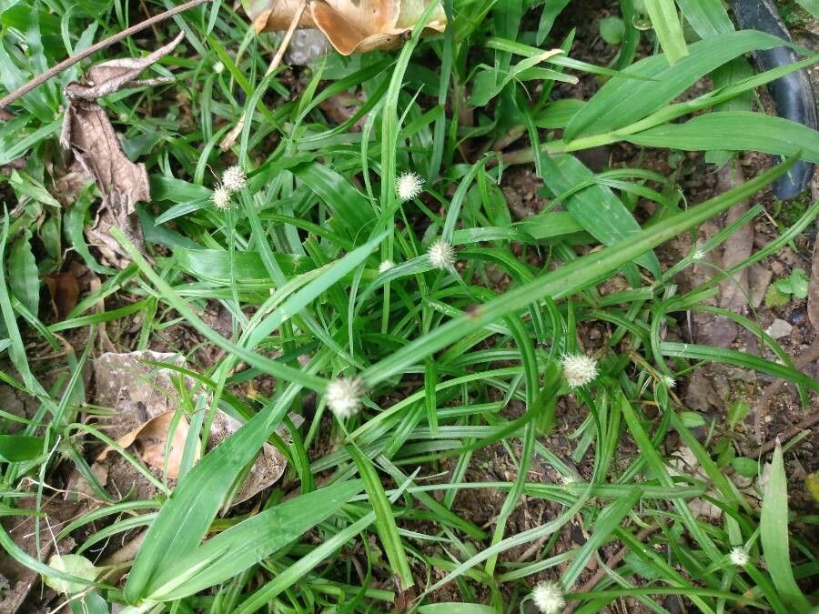 Cyperus mindorensis leaf