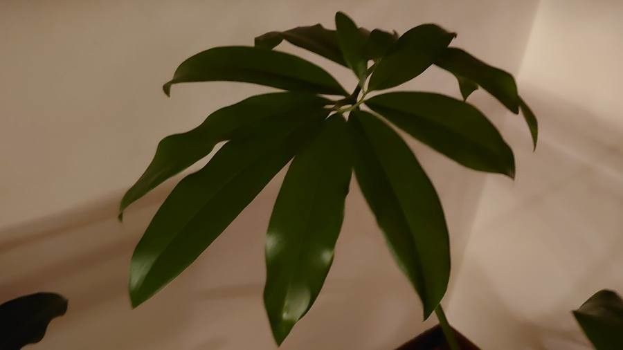 Philodendron goeldii leaf