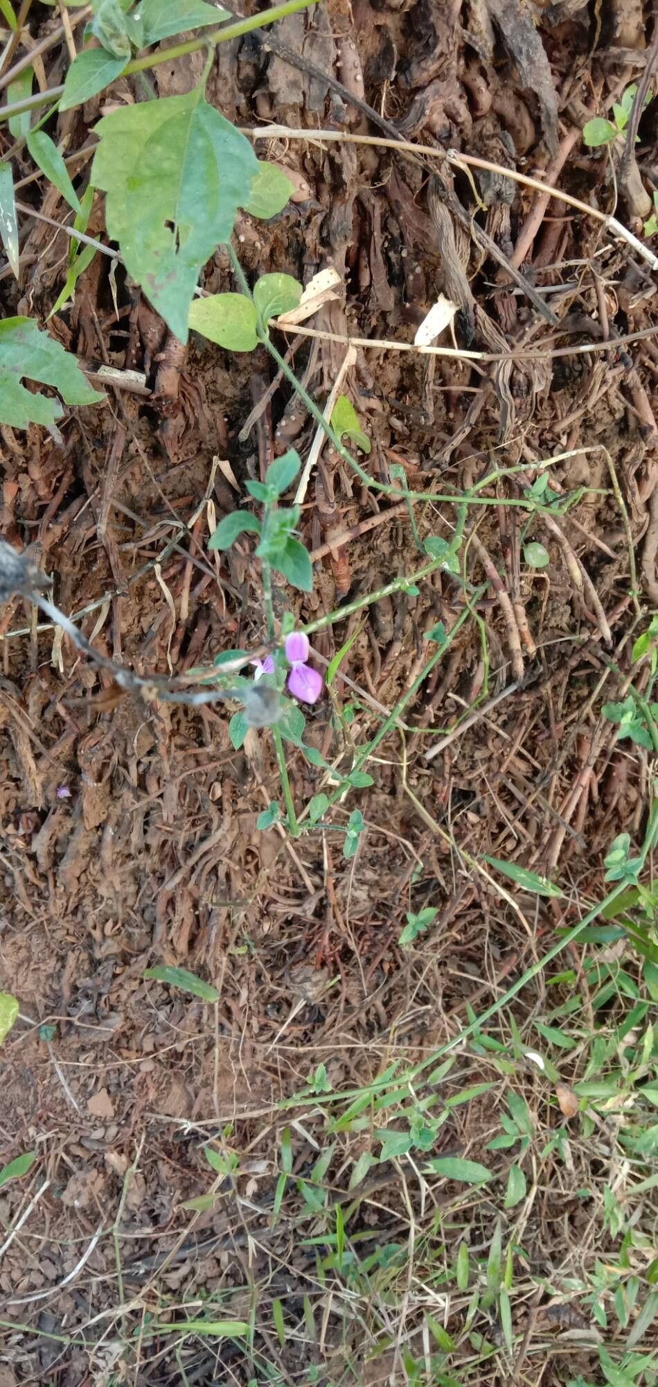 Dicliptera foetida habit