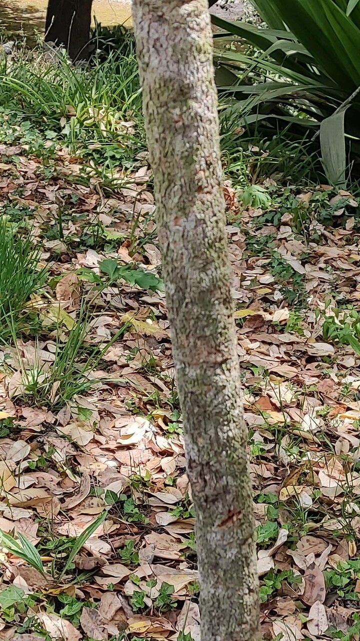 Banksia grandis bark