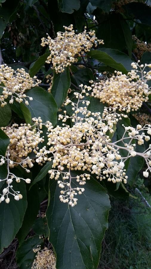 Poliothyrsis sinensis flower