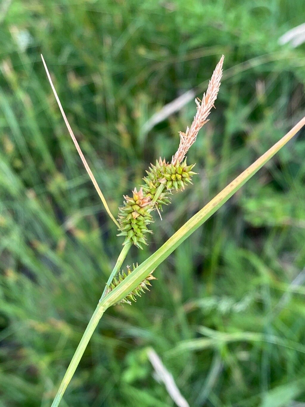 Carex mairei flower