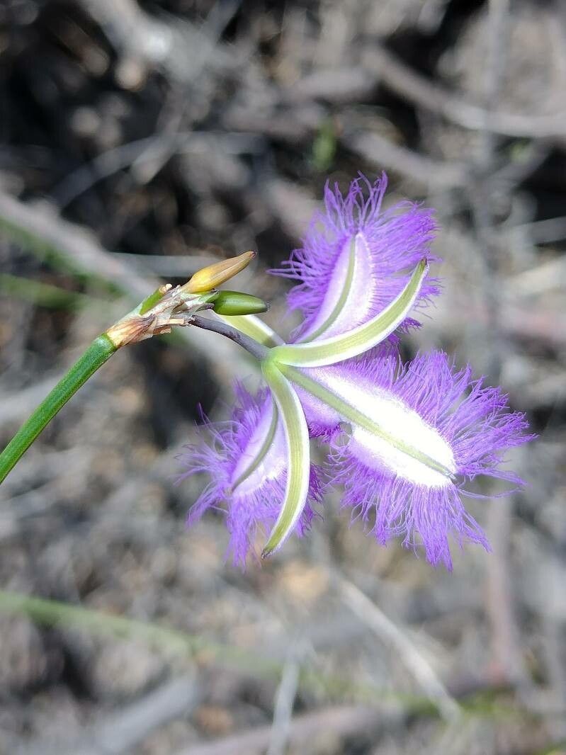 Thysanotus juncifolius other