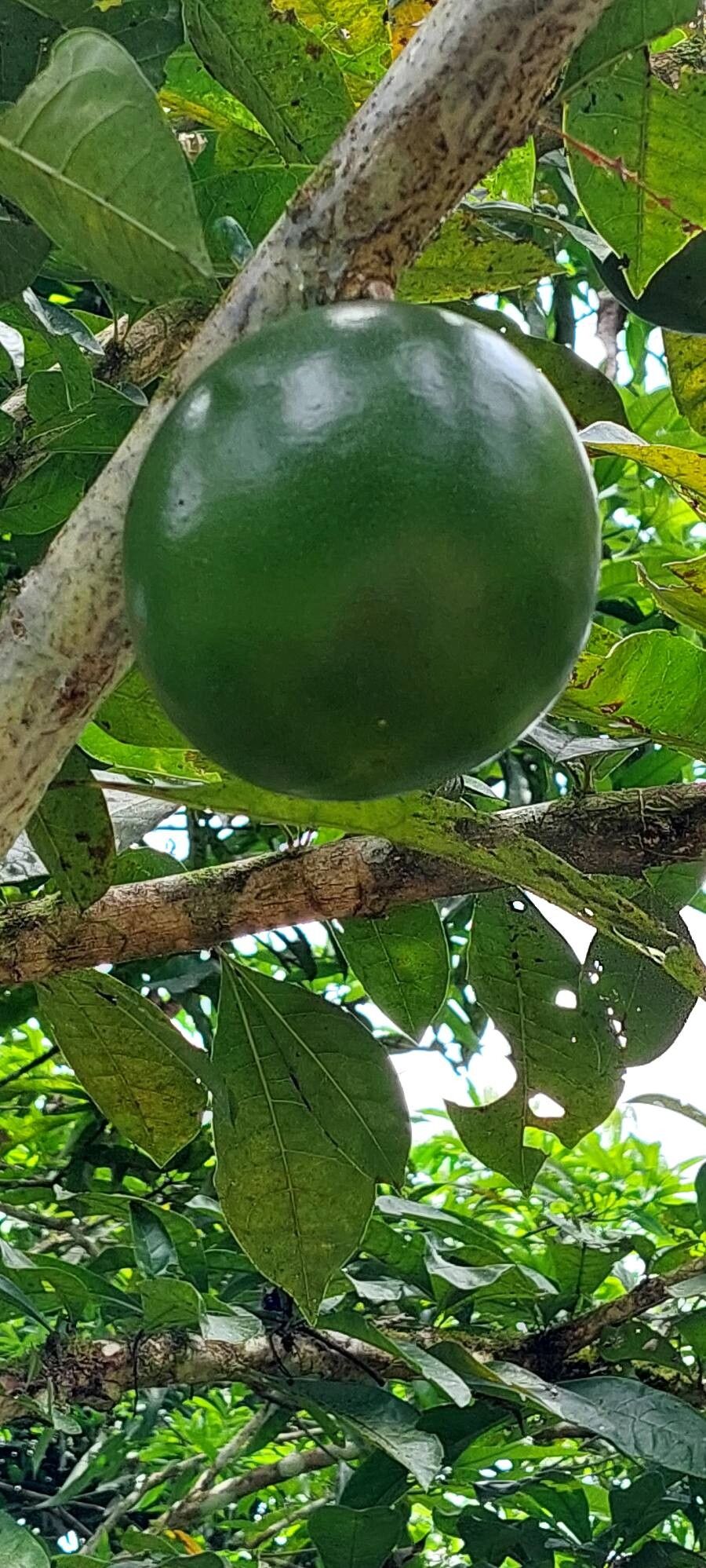 Crescentia amazonica fruit