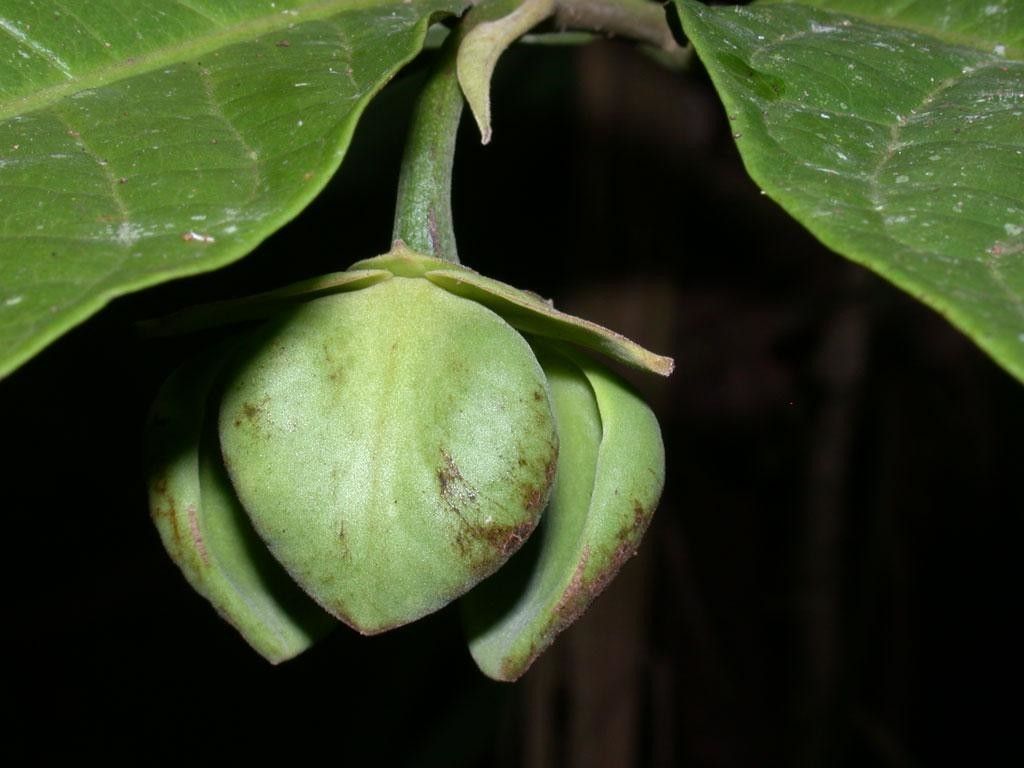 Cymbopetalum torulosum fruit