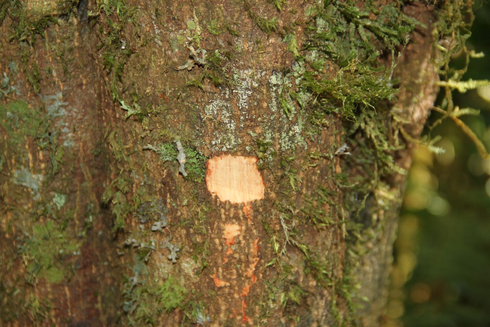 Pycnandra benthamii bark