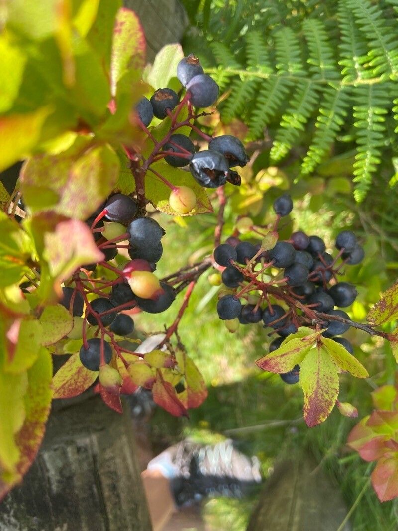Vaccinium cylindraceum fruit