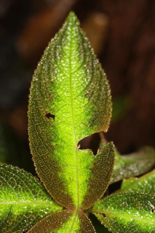 Nautilocalyx pictus leaf