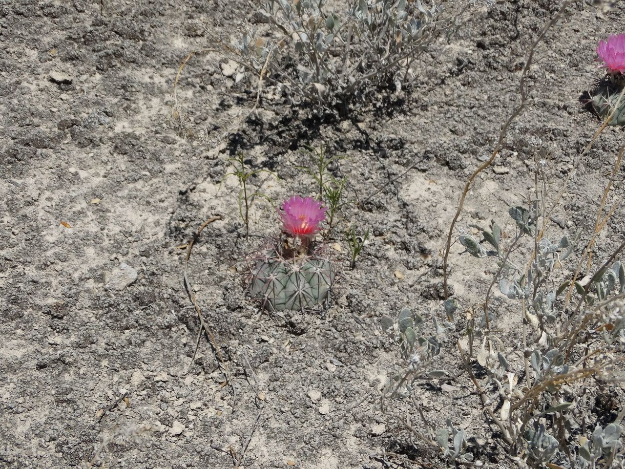 Echinocactus Horizonthalonius habit