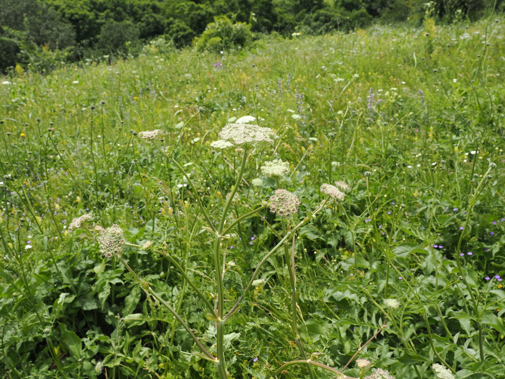 Pimpinella rhodantha flower