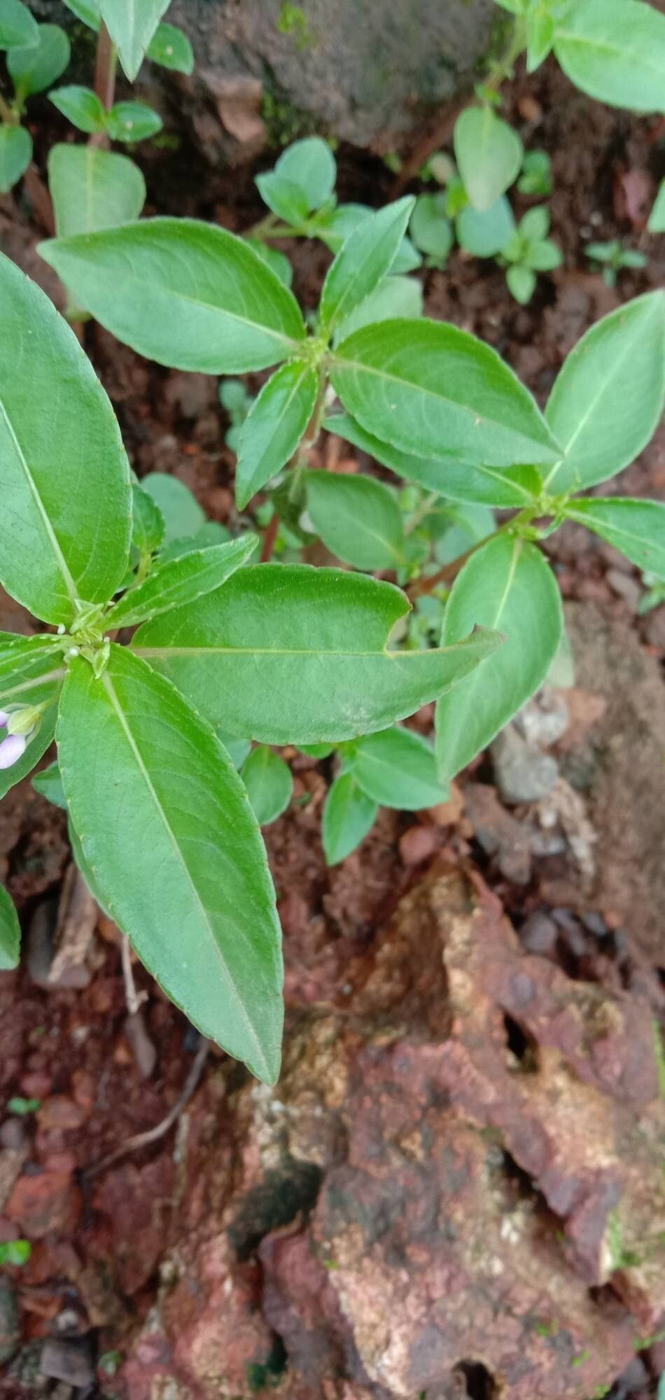 Impatiens minor — houseplant care guide