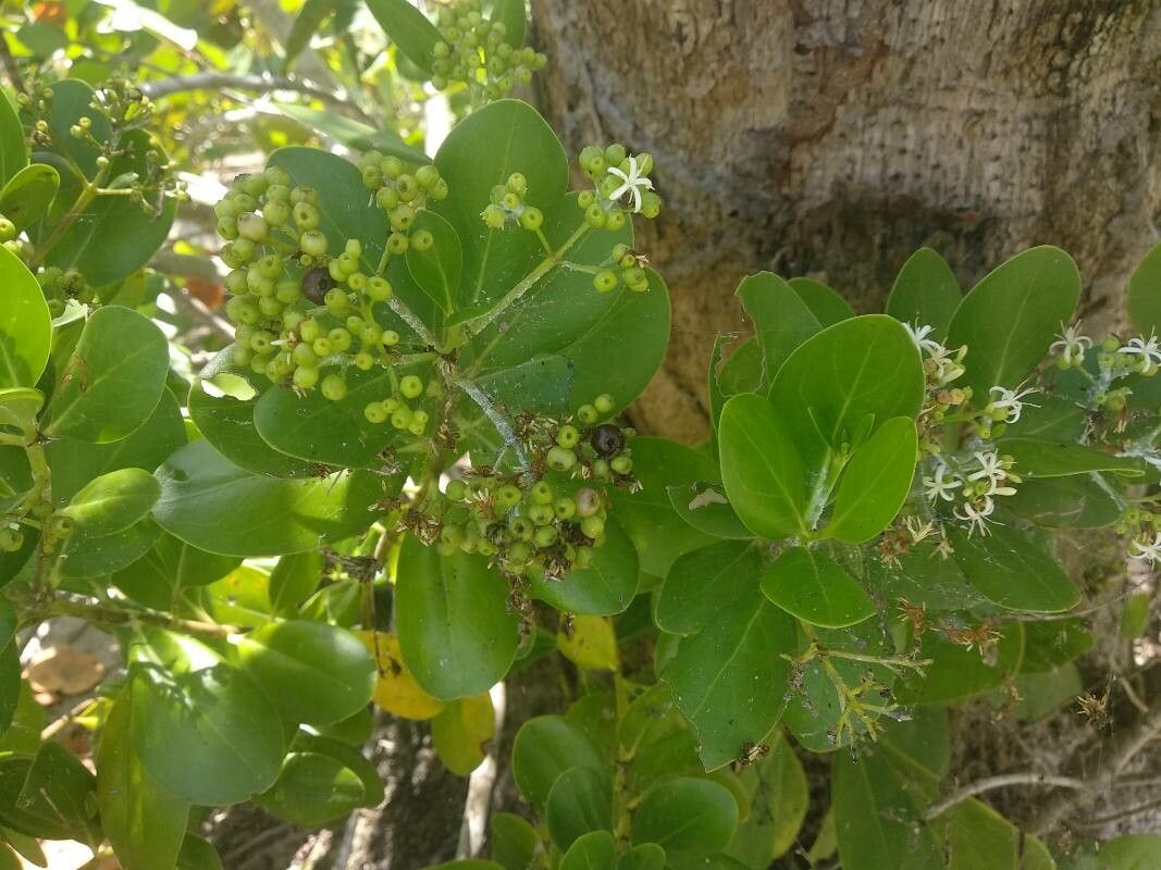 Erithalis odorifera fruit