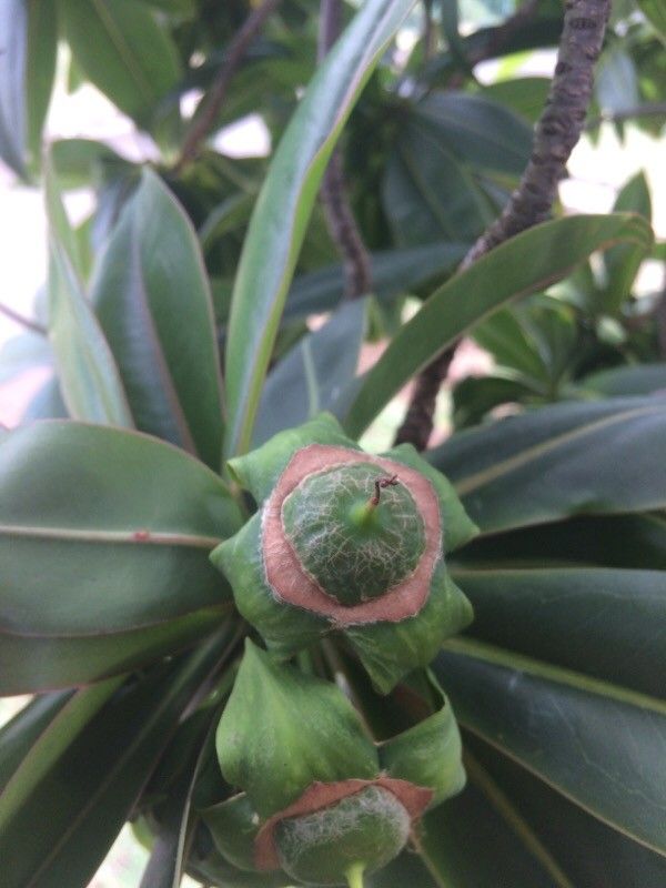 Foetidia mauritiana fruit