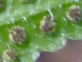 Phegopteris decursive-pinnata other