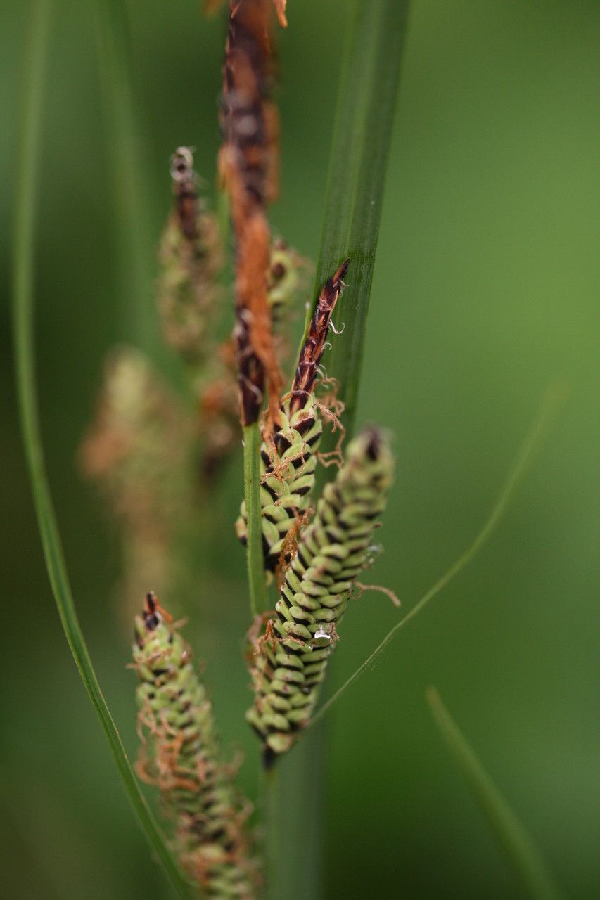 Carex nigra flower