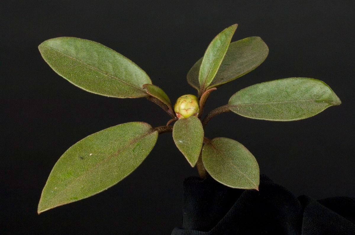 Rhododendron polyanthemum — houseplant care guide