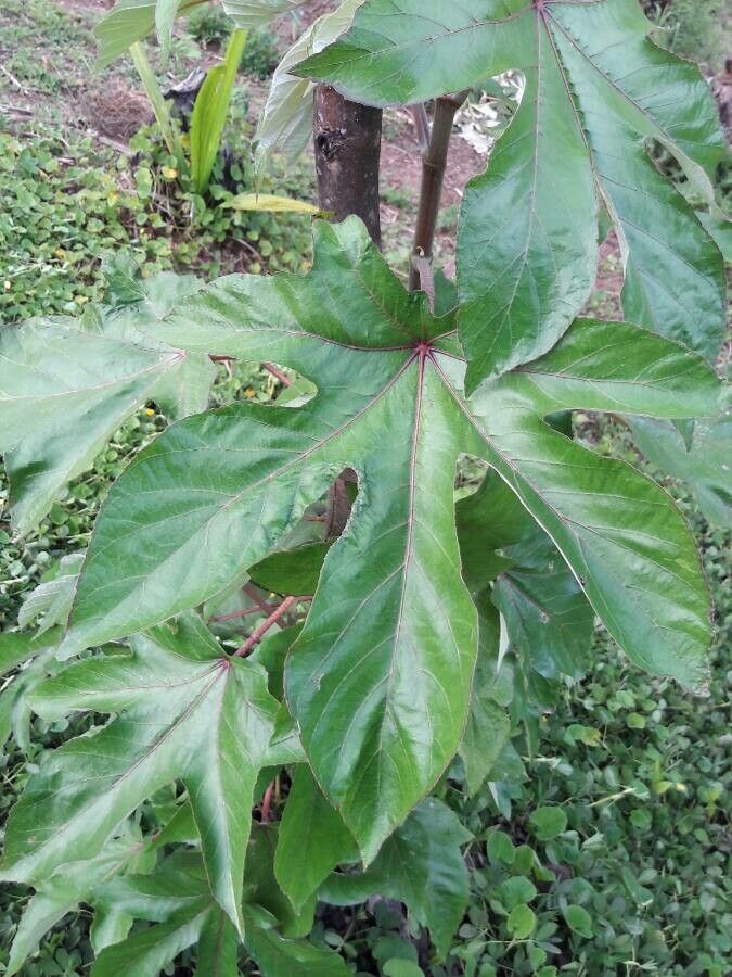 Cecropia albicans bark