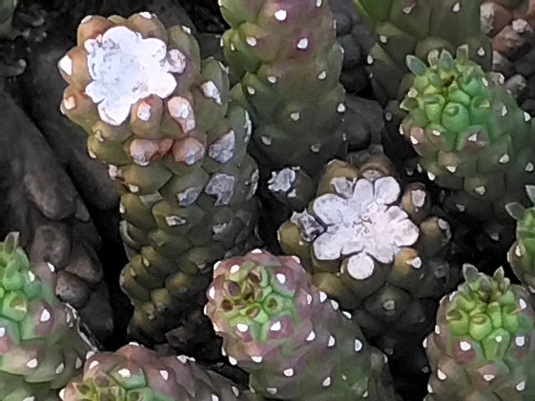 Euphorbia caput-medusae flower