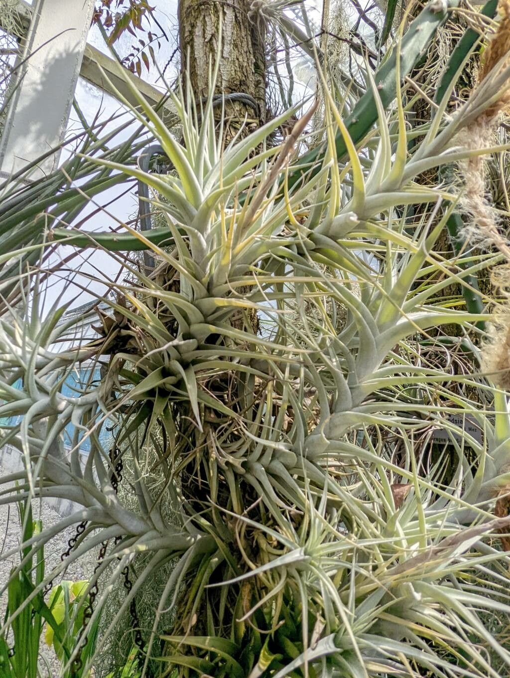 Tillandsia albida habit