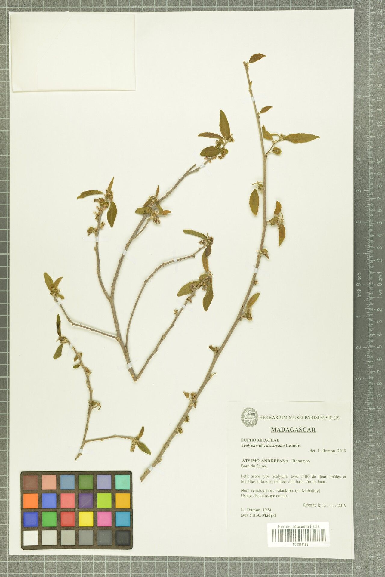 Acalypha decaryana — houseplant care guide