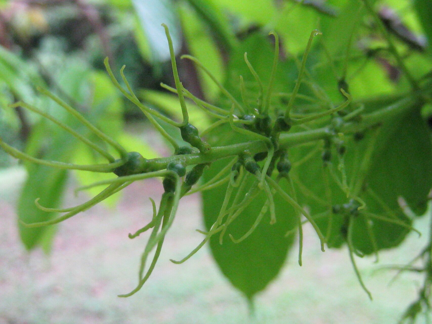 Alchornea discolor leaf