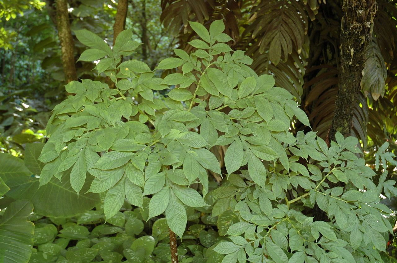Amorphophallus variabilis leaf