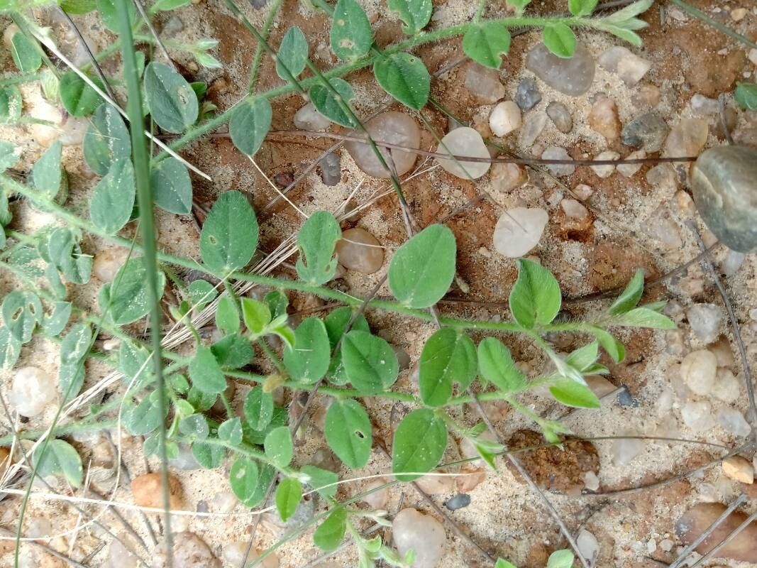 Crotalaria angulata — houseplant care guide