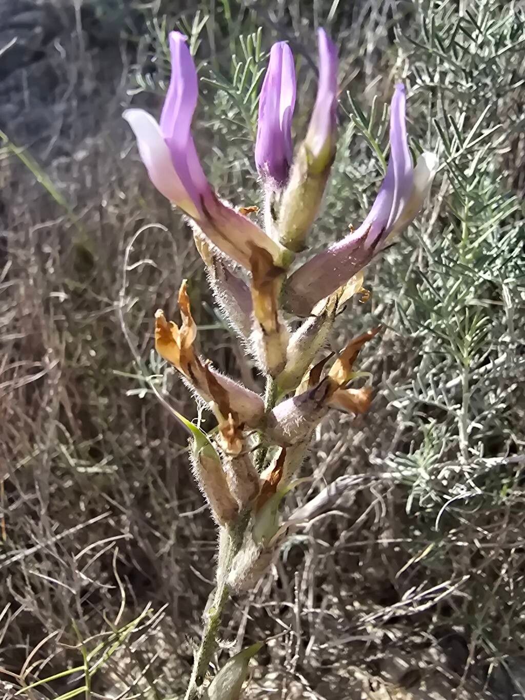 Astragalus hispanicus flower
