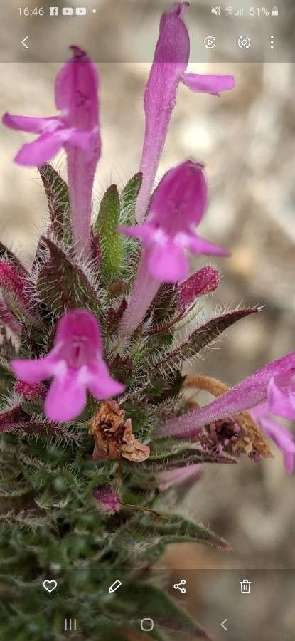 Thymus saturejoides leaf