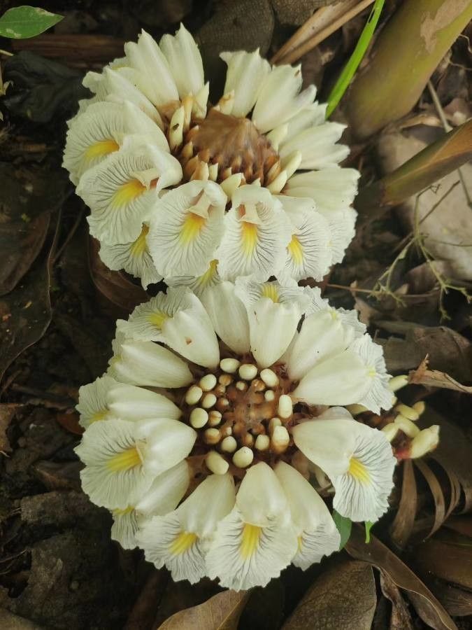 Amomum maximum flower