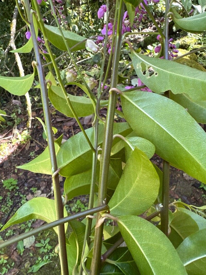 Securidaca micheliana leaf