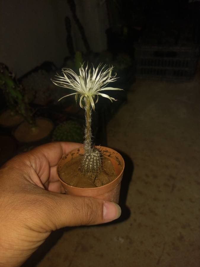Echinopsis mirabilis flower
