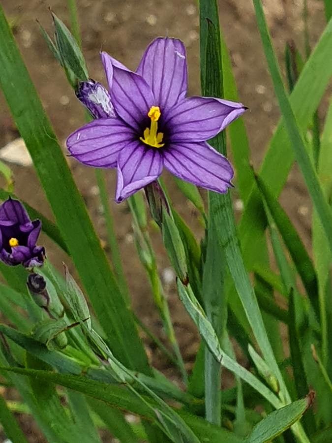 Sisyrinchium montanum flower