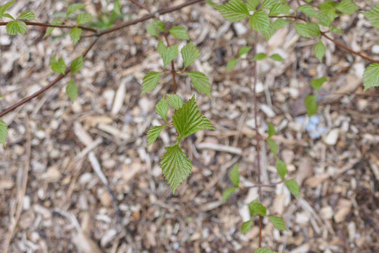 Viburnum betulifolium