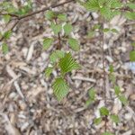 Viburnum betulifolium