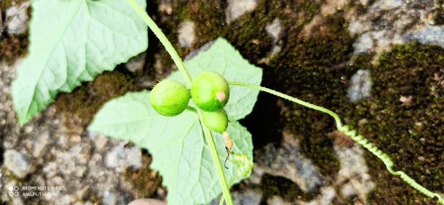 Mukia maderaspatana fruit