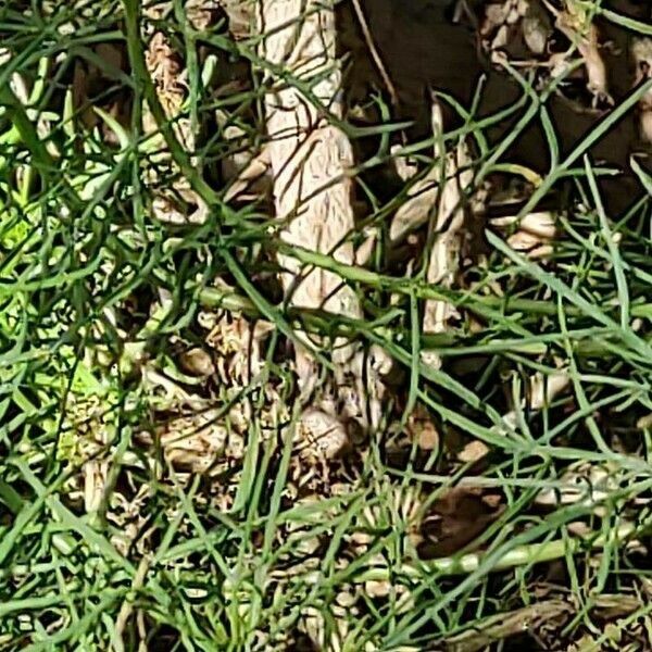 Argyranthemum foeniculaceum bark