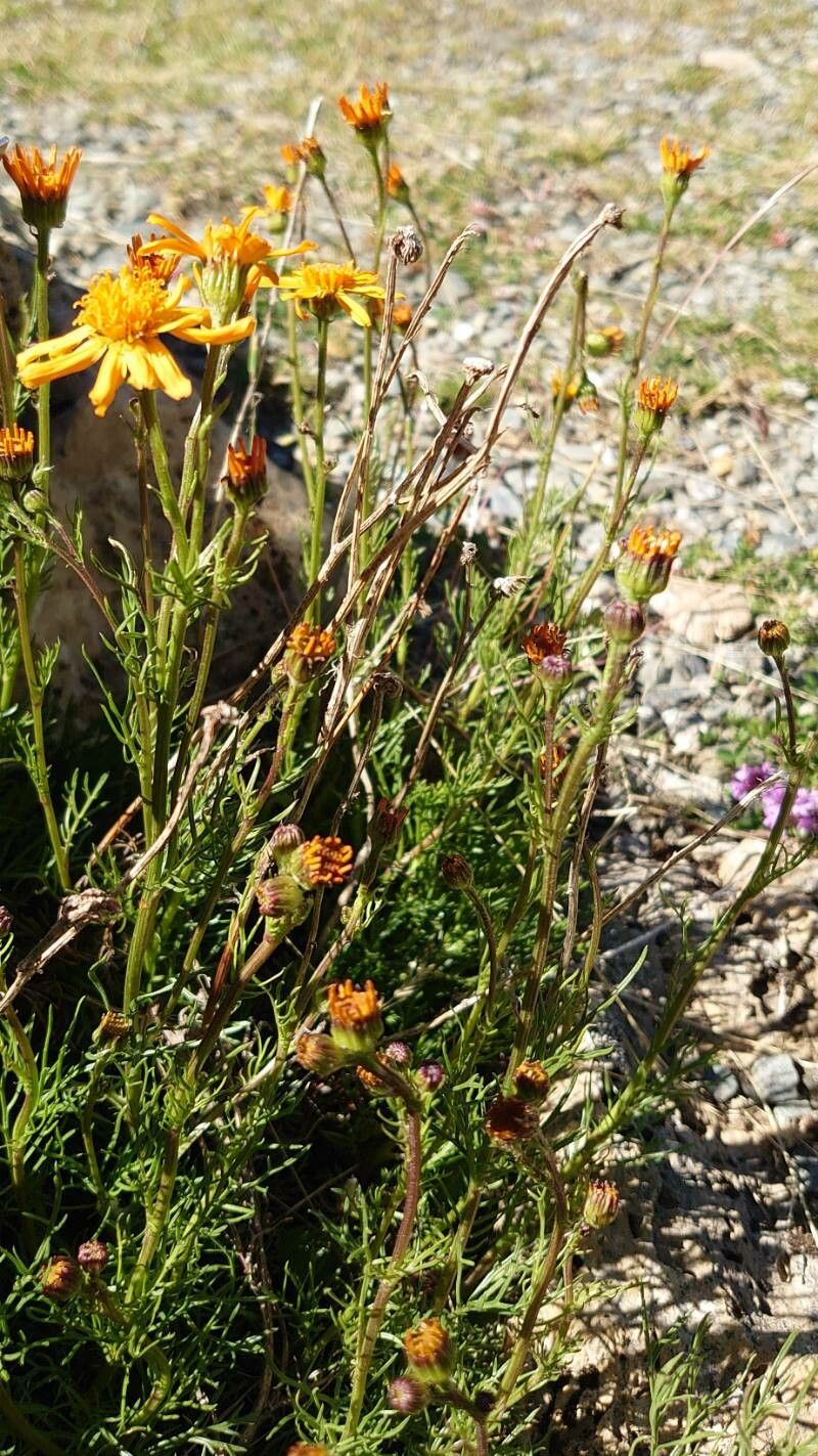 Jacobaea abrotanifolia habit